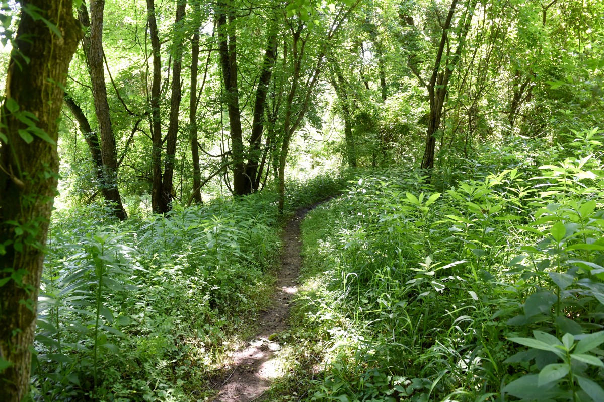 City discusses impending Haymaker Forest development